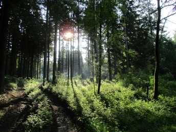Tolle Lischtstimmungen in den Oberharzer Wäldern