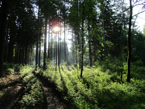 Tolle Lischtstimmungen in den Oberharzer Wäldern