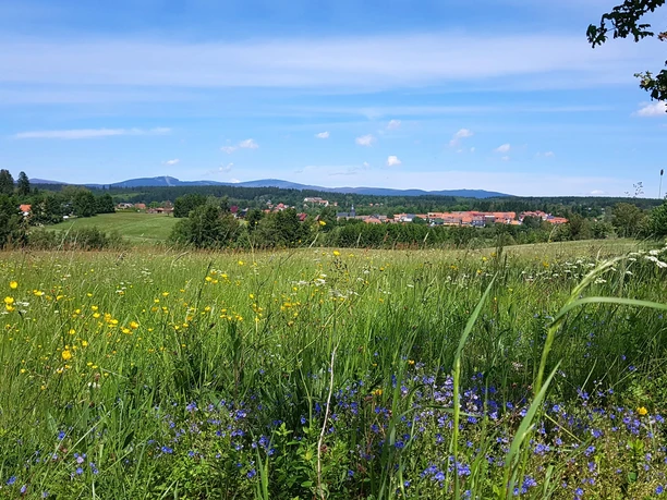 Bergwiesen-Lehrpfad mit Blick auf Benneckenstein und Brockenmassiv