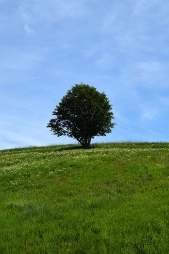 Bergwiese bei Benneckenstein