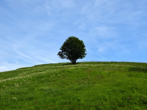 Bergwiese bei Benneckenstein