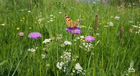 Bunte Bergwiese mit vielfältiger Flora und Fauna