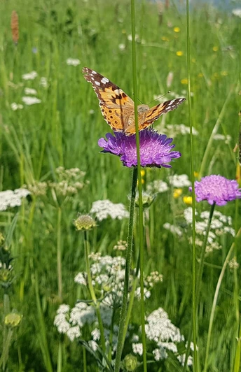 Bunte Bergwiese mit vielfältiger Flora und Fauna