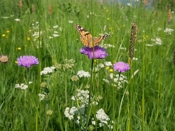 Bunte Bergwiese mit vielfältiger Flora und Fauna