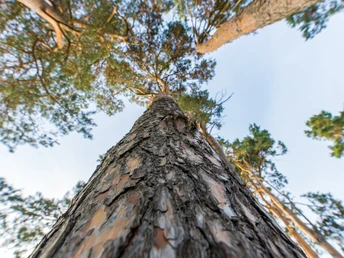 Natur - Oben im Harz