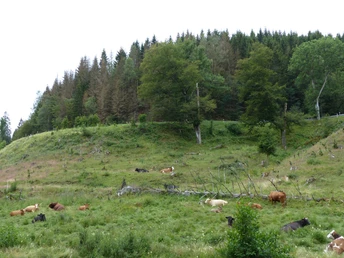 Great Bruchmann Valley