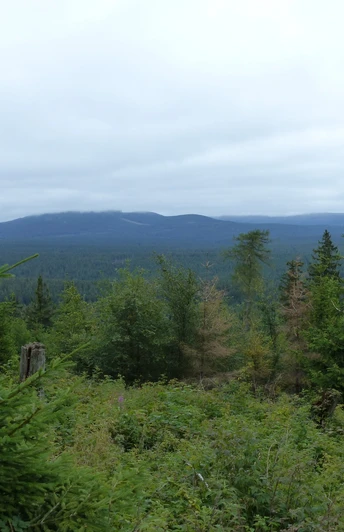 View of the Hochharz, which is often in the clouds