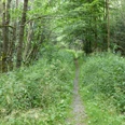 Single trail near Sorge