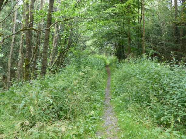 Single Trail bei Sorge