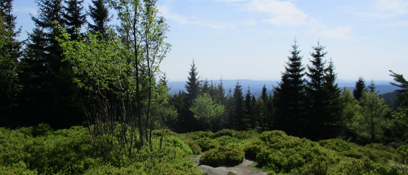 Die bizarre Landschaft im Bereich der vielen Klippen östlich vom Brocken