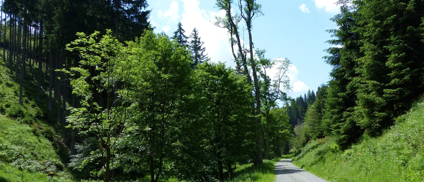In the middle of the South Harz forests