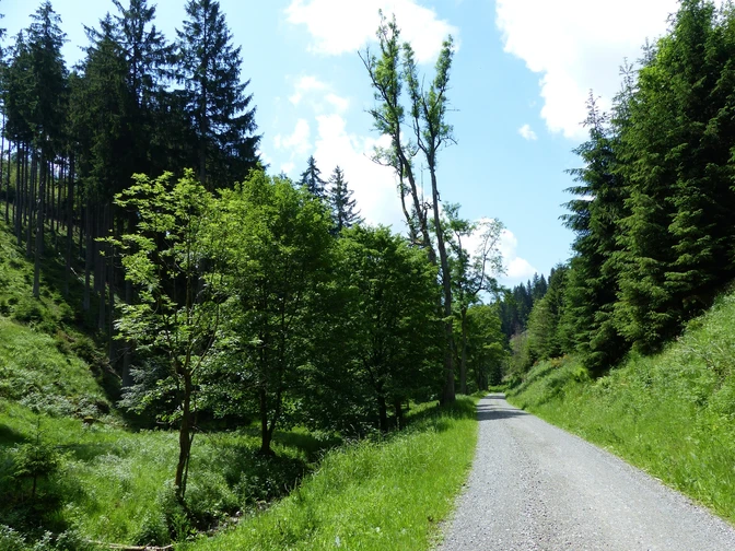 In the middle of the South Harz forests