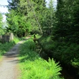 An den Bächen im Westharz