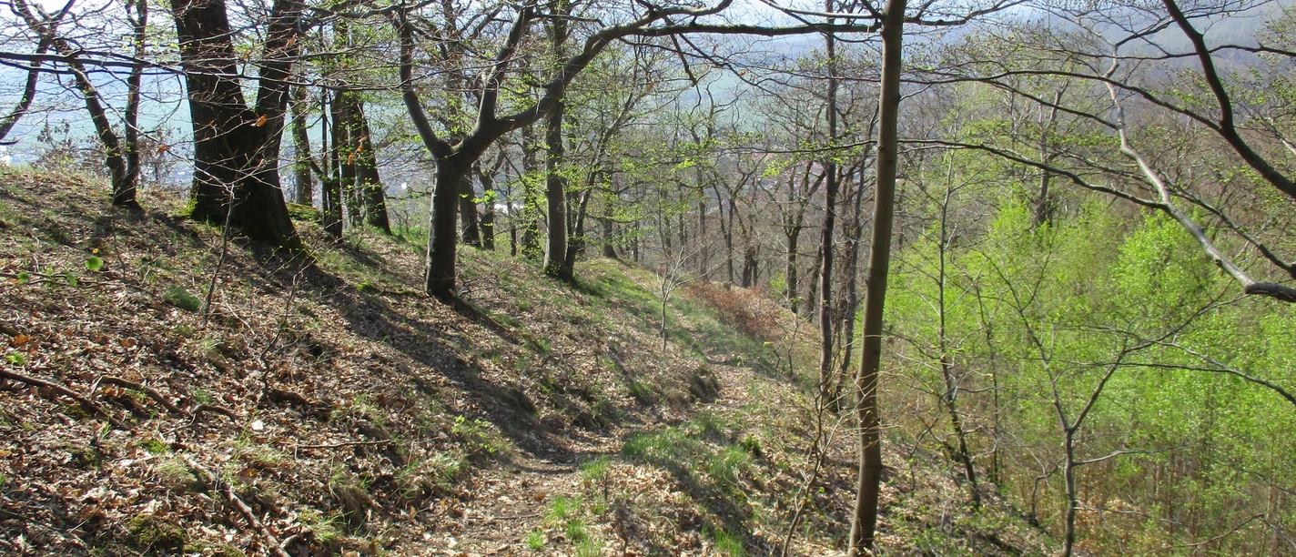 Schöne Trails im Südharz