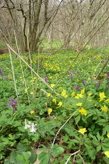Brummtal bei Quenstedt