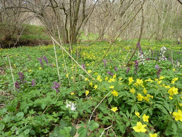 Brummtal bei Quenstedt