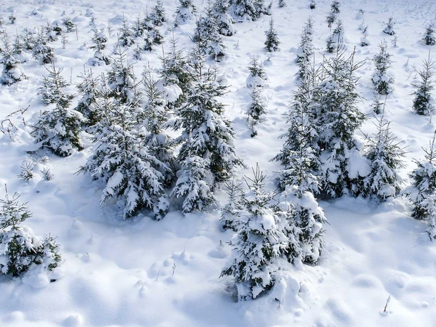 Winterlandschaft Oben im Harz