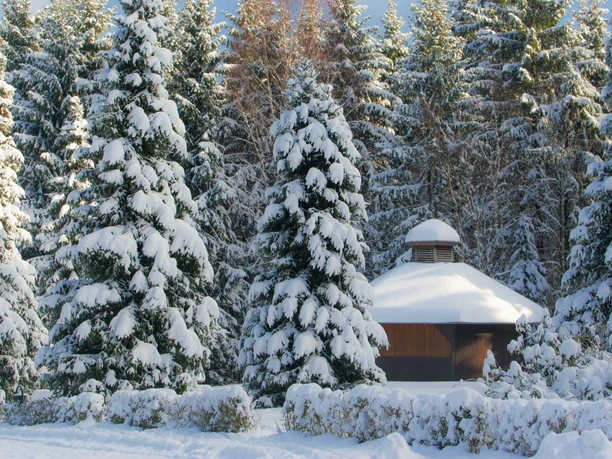 Grillhütte auf der Waldschneise