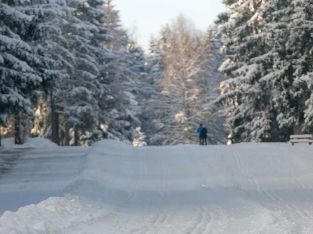 Waldschneise Benneckenstein