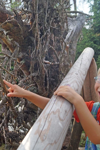 WaldWandelWeg entdecken