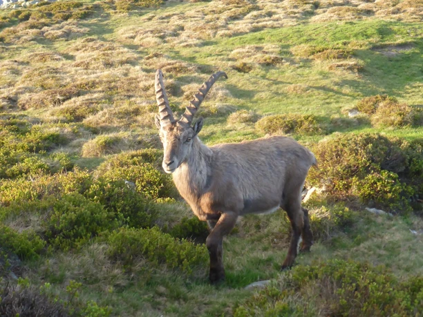 Steinbock auf dem Niederhorn