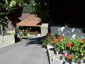 Frühlingsblumen Gsteigwiler