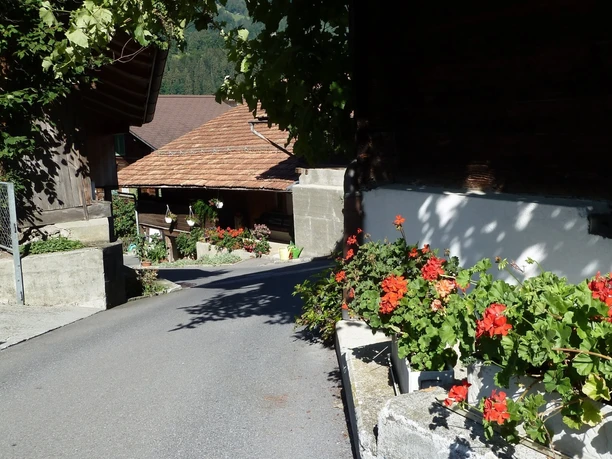 Frühlingsblumen Gsteigwiler