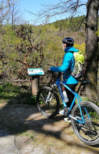 Information im Stiftungswald