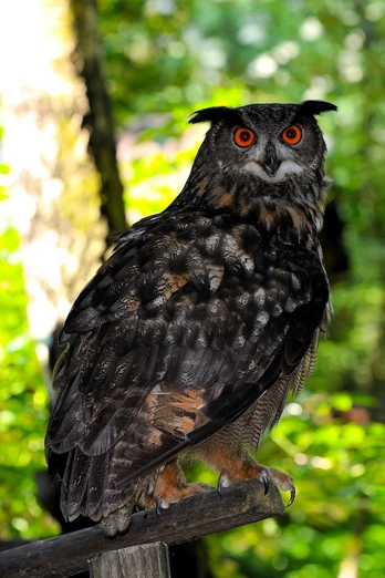 Vogelstation Lehrbach