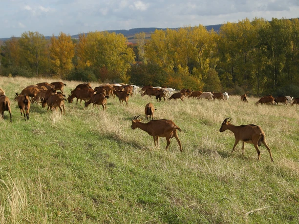 Westerhauser Cheese Farm - Herd of goats at the Devil's Wall