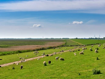 Schafe auf dem Deich