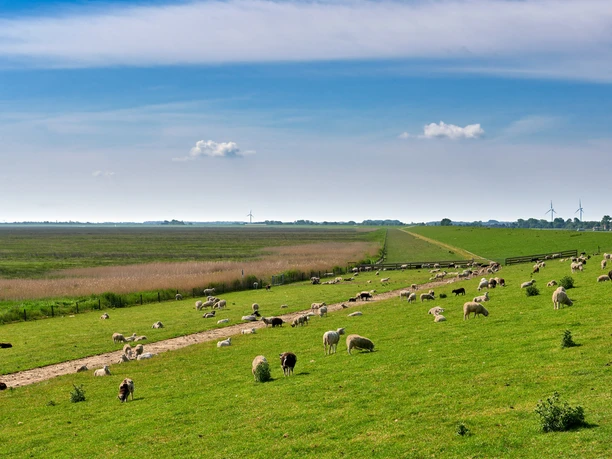 Schafe auf dem Deich