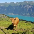 restaurant-hilten-axalp-aussicht-brienzersee-kuh