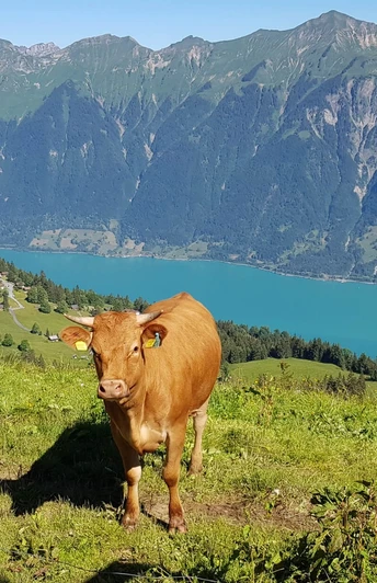 restaurant-hilten-axalp-aussicht-brienzersee-kuh