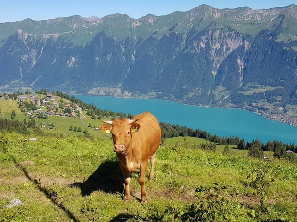 restaurant-hilten-axalp-aussicht-brienzersee-kuh