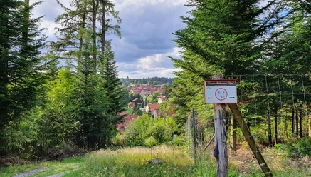 Rundweg Harzer-Höhenvieh Pfad in Tanne