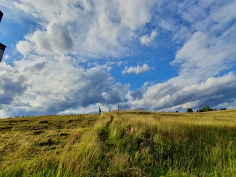 Harzer-Höhenvieh Pfad - Bergwiese in Tanne