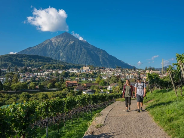 Spiez Rebberg Wanderweg Rundweg Niesen