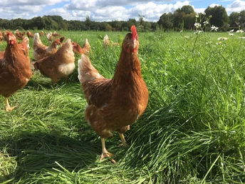 Freilaufende Hühner