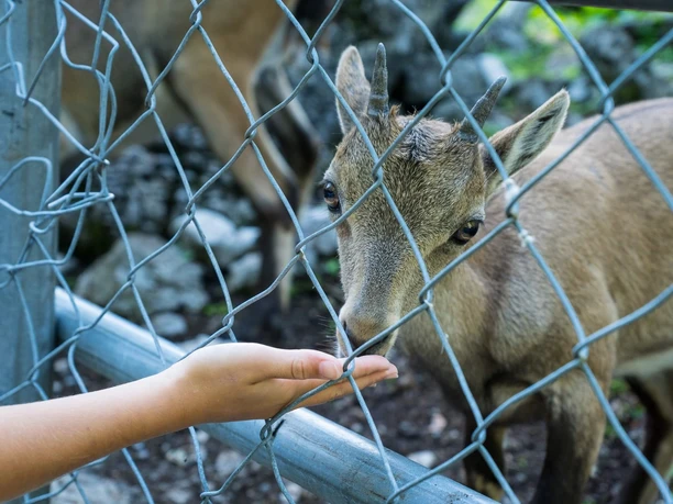 brienz-wildpark-steinbock-jung