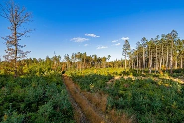 Wingst offener Wald