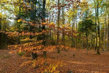 Wingst Herbstwald