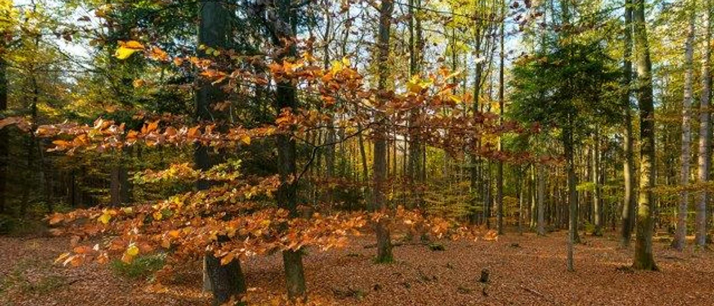Wingst Herbstwald