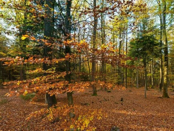 Wingst Herbstwald