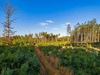 Wingst offener Wald