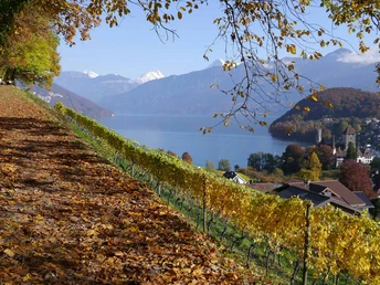 Aussicht vom Rebberg zum Schloss und auf den Thunersee