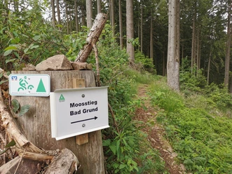Der Moosstieg bei Bad Grund