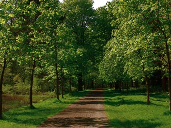 Kastanienallee Schlosspark Rastede