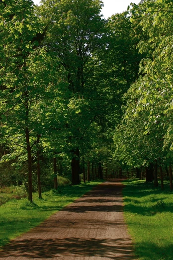 Kastanienallee Schlosspark Rastede