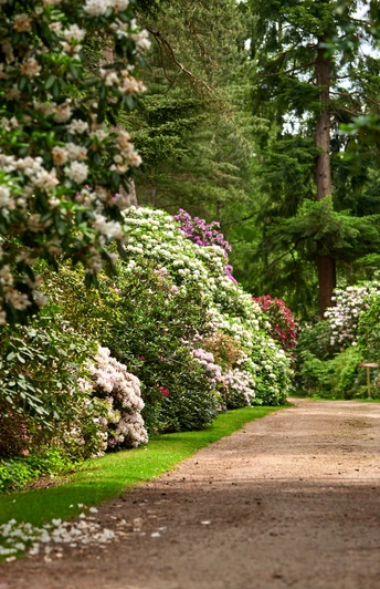 Rhododendronpark Hobbie